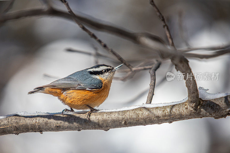 红胸刺鼠(Sitta canadensis)，加拿大爬虫，红胸刺鼠。